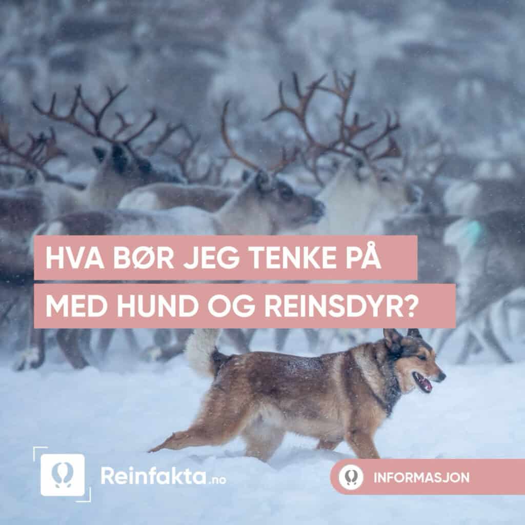 En hund løper i snøen foran en reinflokk. Tekst på norsk over bildet spør: Hva bør jeg tenke på med hund og reinsdyr?