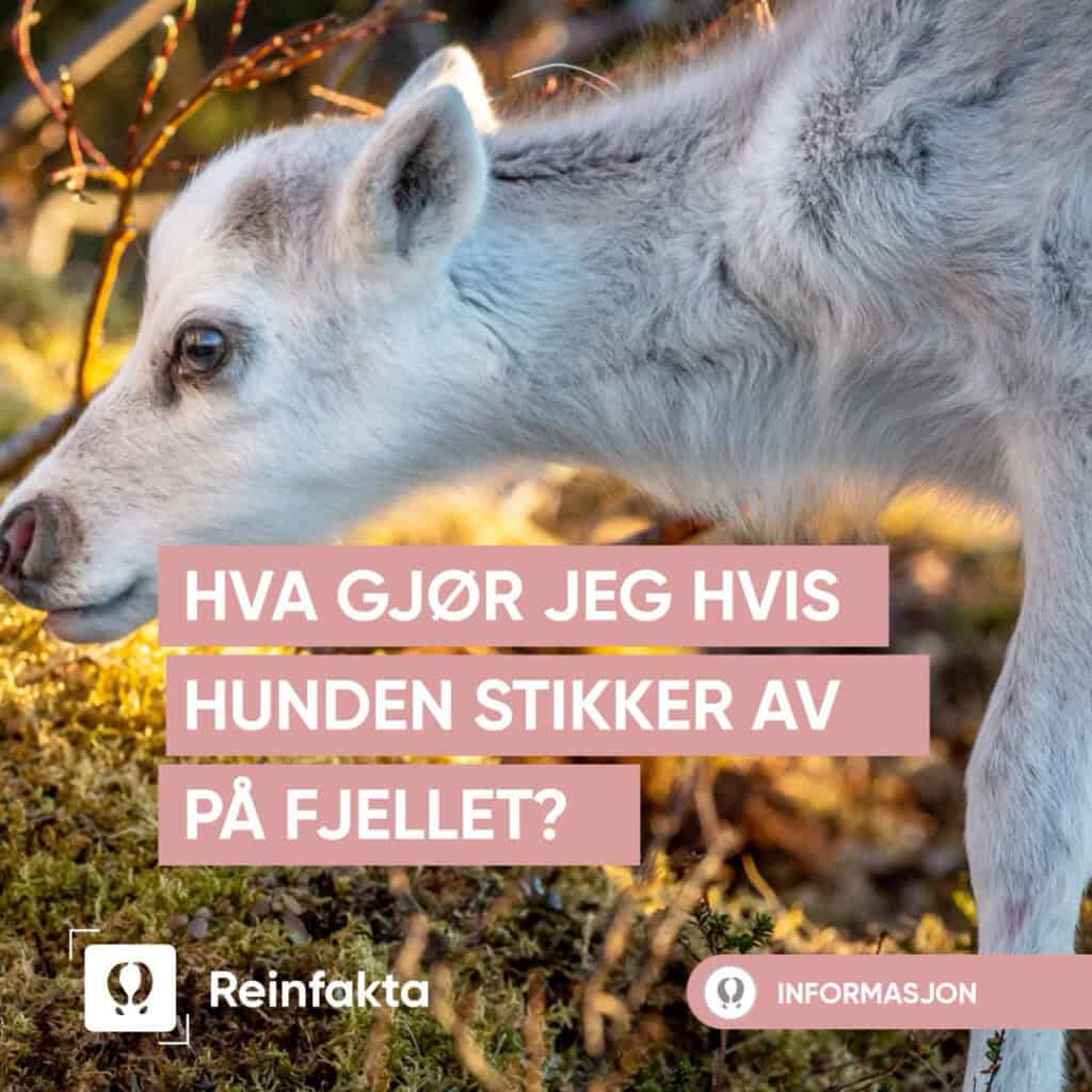 Et nærbilde av en reinkalv som står på mosegrodd mark. Overlagt tekst på norsk lyder: Hva gjør jeg hvis hunden stikker av på fjellet?