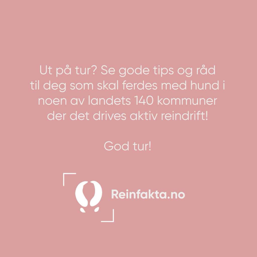 Ut på tur? Se gode tips og råd til deg som skal reise med hund i noen av landets 140 kommuner der det driver aktiv reindrift! Godt tur! Reinfakta.no