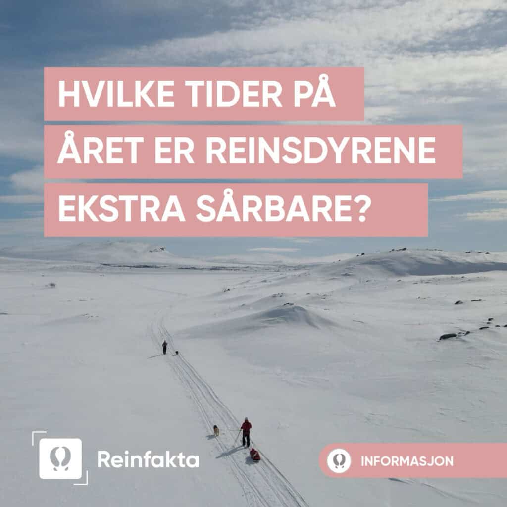 Personer går på ski over et snørikt viddelandskap med to hunder under en blå himmel. Stor tekst spør: Hvilke tider på året er reinsdyrene ekstra sårbare? Reinfakta og et merke som indikerer informasjon.