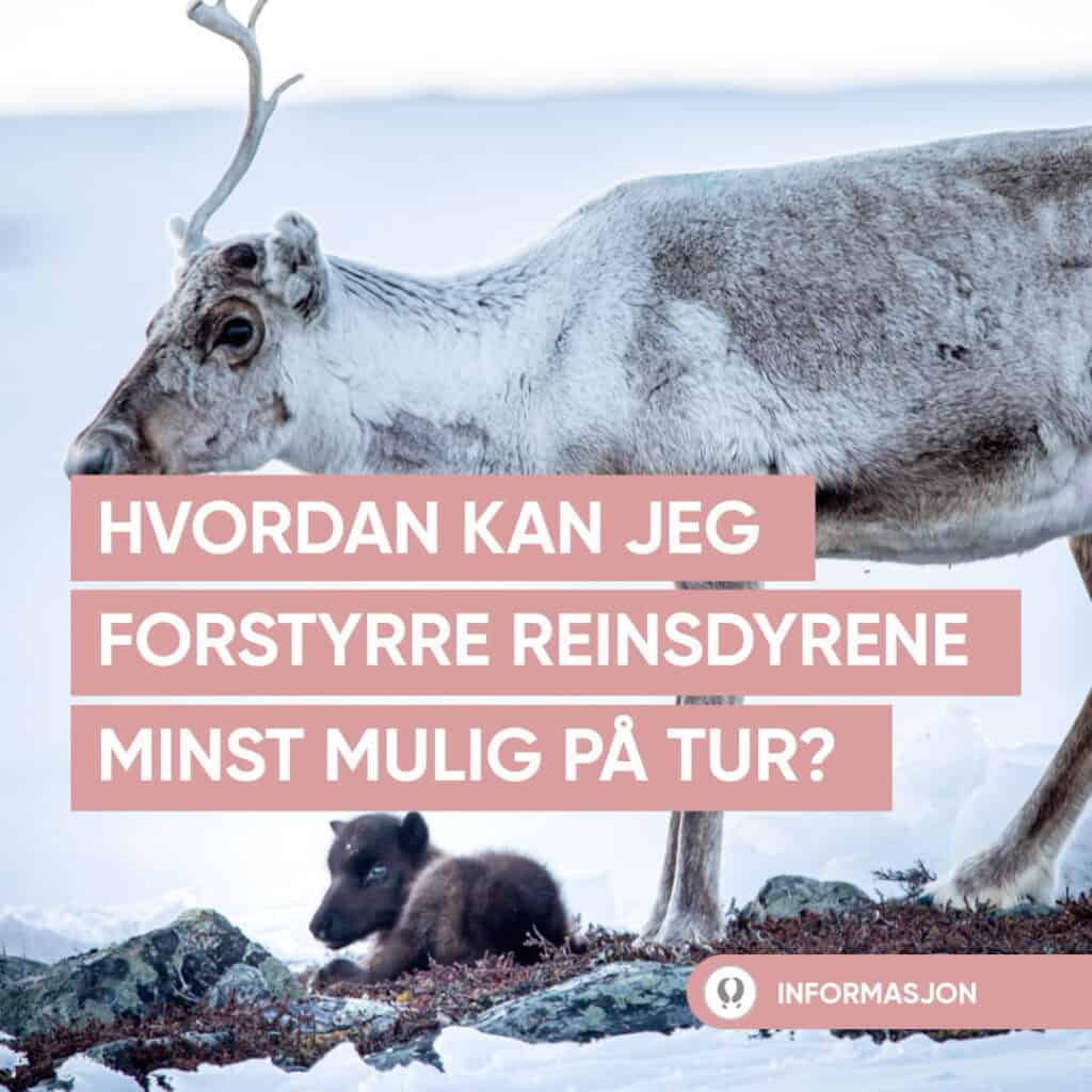 Et reinsdyr står i snøen ved siden av en liggende kalv på vintervidda. Tekst over bildet lyder: Hvordan kan jeg forstyrre reinsdyrene minst mulig på tur? Et lite informasjonsikon og ordet INFORMASJON er nederst.