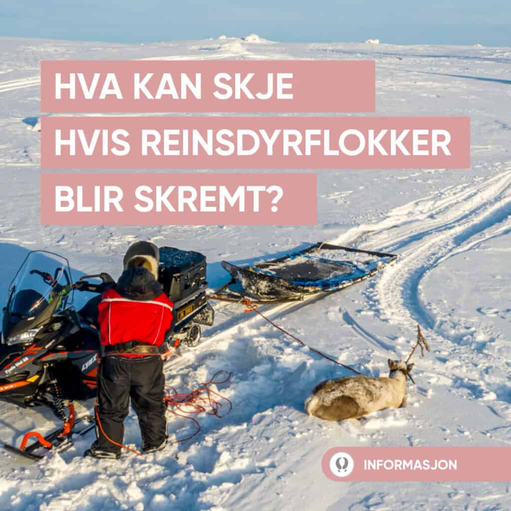 En person står ved siden av en snøscooter og slede på snødekt underlag i Finnmark, med et reinsdyr liggende i nærheten. Tekst på norsk lyder: Hva kan skje hvis reinsdyrflokker blir skremt?.