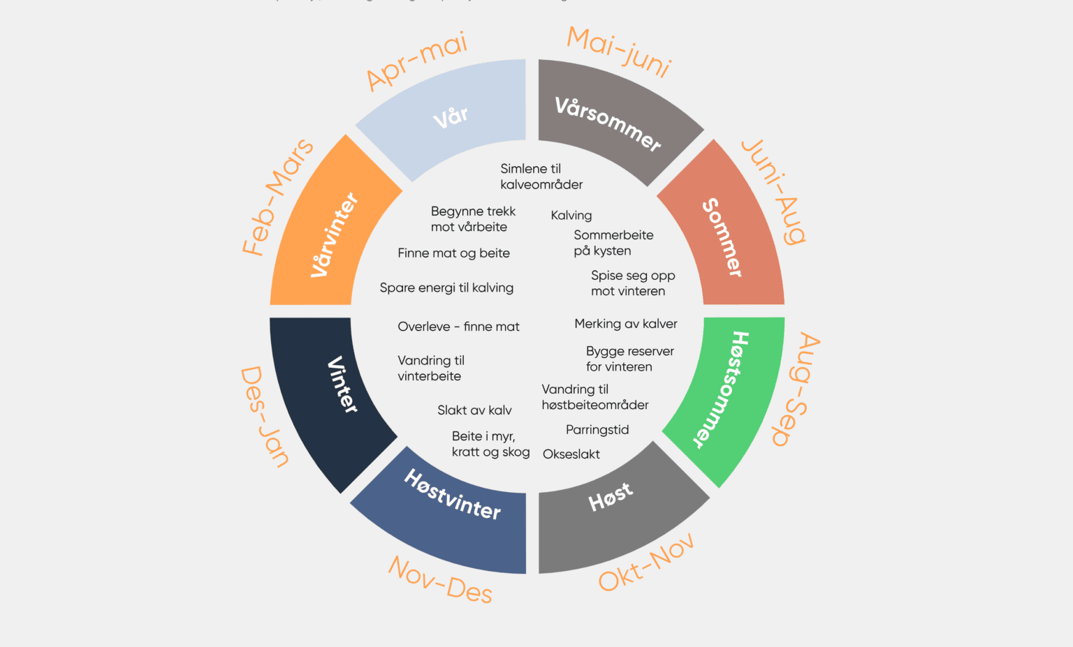 En sirkulær infografikk på norsk, med fokus på Finnmark, viser reinens årlige syklus med årstider merket: vårvinter, vår, vårsommer, sommer, høstsommer, høst, høstvinter, vinter. Hver sesong viser aktiviteter som migrasjon og kalving.
