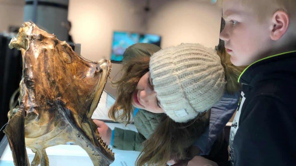 To barn observerer nøye en stor fiskeskalle som er utstilt i en museumsutstilling. Det ene barnet har på seg en hvit strikket lue og lener seg inn for å se bedre, mens det andre står ved siden av henne og stirrer intenst på eksemplaret.